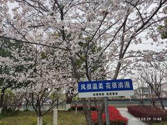 -高东镇樱花园