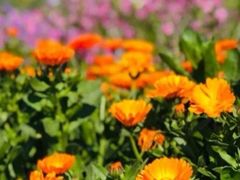 -前小桔亲子创意农场·草莓采摘·露营烧烤