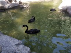 -燕塞湖鸟语林景区