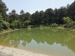 -铁山坪森林公园