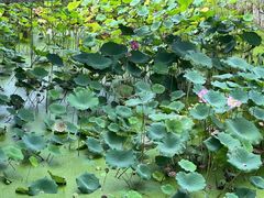 -法华学问寺-停车场
