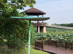 -荷塘月色湿地公园·向阳花洲