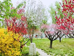 -莲花池公园