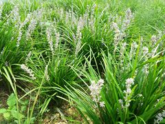 薰衣草坪-卧龙岗文化园-南阳市汉画馆