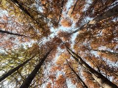 -上海海湾国家森林公园