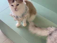 -怪兽屋·羊驼·猫咖·狗咖(俊华广场店)