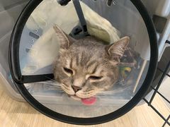 -凯特喵百思猫专科医院