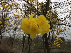 -天适樱花悠乐园