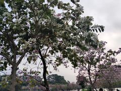 -松山湖风景区松湖烟雨