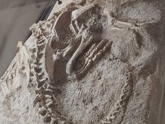 -辽宁古生物博物馆