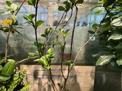 -双季花艺园艺市场(浦东店)