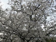 -武汉大学-樱园