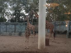 -清迈夜间动物园