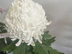-杭州植物园