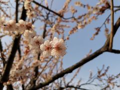 -香雪海