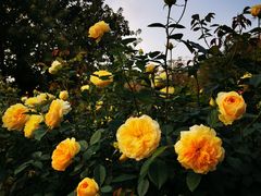 -人民公园(罗湖区)