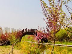 -洛阳市隋唐城遗址植物园
