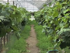 -马陆小张葡萄园农家乐