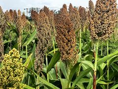 -三圣花乡旅游区