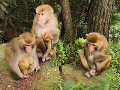 -重庆雨台山风景区