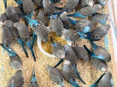 -帕帕拉兹宠物(亚洲旗舰店)