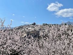 -白水寺森林公园