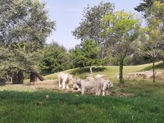 -北京野生动物园