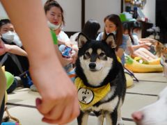 -逗柴咖啡屋·狗咖猫咖宠物桌游