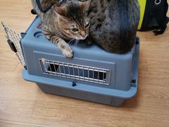 -北京观赏动物医院·24小时大型综合·猫专科·异宠专科