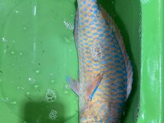 -班赞海鲜市场