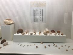 -青岛贝壳博物馆