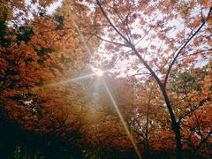 -铁山坪森林公园