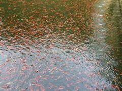 iphone_upload_pic-普陀山风景名胜区-法雨禅寺