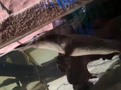 -悉尼海洋生物水族馆
