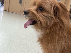 -pd派德宠物中心医院24H急重症·眼科中心·血液透析中心(嵩山北路店)