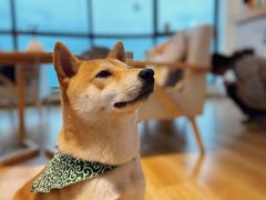 -柴犬小屋·柴餐厅·狗咖食堂(金鼎广场店)