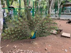 -中国科学院西双版纳热带植物园