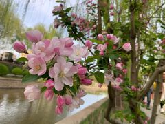 -海棠花溪(元大都城垣遗址公园)