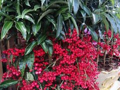 -秦美花卉(天朗·莱茵小城2期店)