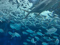 -上海海洋水族馆