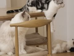 -有喵·猫咖·狗咖·30几只猫10只小狗(岗厦店)