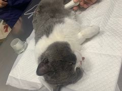 -纳吉亚猫专科动物医院博雅分院