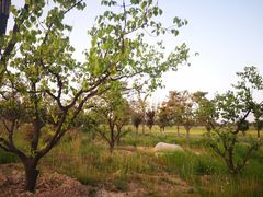 -汉长安城未央宫国家考古遗址公园