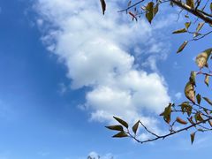 -花开海上生态园