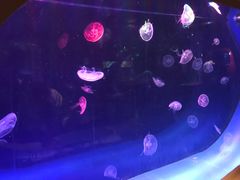 -大连圣亚海洋世界
