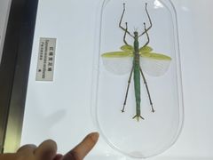 -上海昆虫博物馆