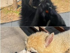 -栾川竹海野生动物园