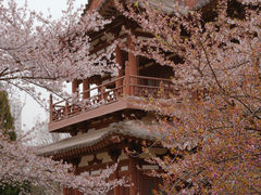 -西安青龙寺遗址景区