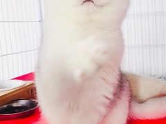 -东方名猫馆·英短金渐层布偶猫舍(环线广场1号楼店)