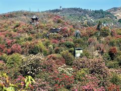 -贵州百里杜鹃风景名胜区